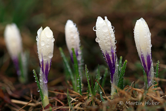 Wilde Krokusse