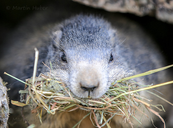 Murmeltier, Marmota