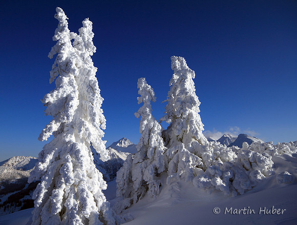 Tief verschneiter Winterwald