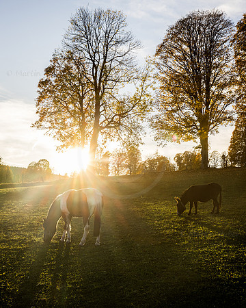THEMENBILD, Herbst in Österreich