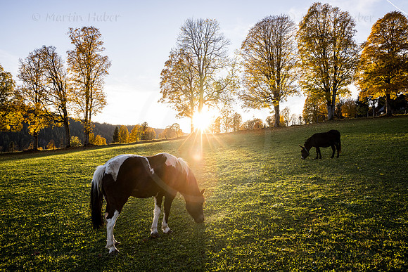 THEMENBILD, Herbst in Österreich
