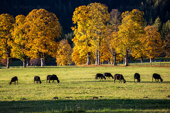 THEMENBILD, Herbst in Österreich