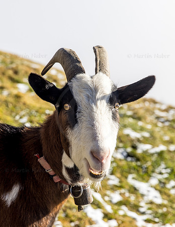 Hochwurzen, Ziegenbock Lois