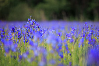 Sibirische Schwertlilie, Iris sibirica