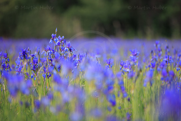Sibirische Schwertlilie, Iris sibirica