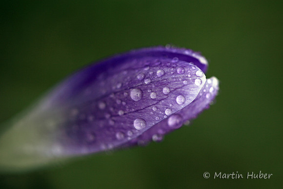 Krokus