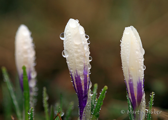 Wilde Krokusse