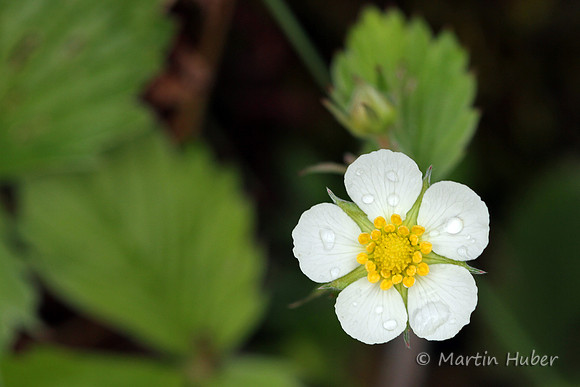 Blüte einer Walderdbeere