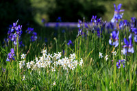 Sibirische Schwertlilie, Iris sibirica