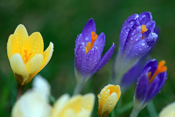 Krokusse