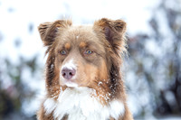 Australian Shepherd im Schnee