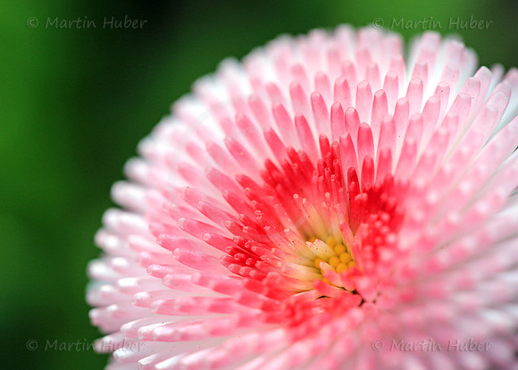 Rosa Gaensebluemchen