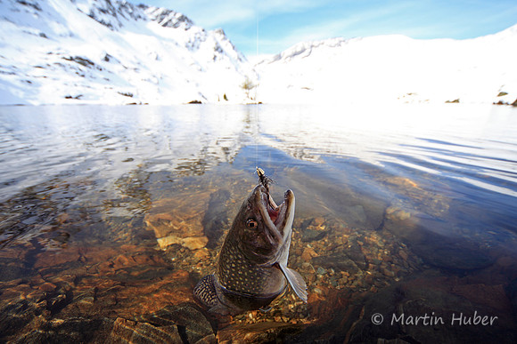 Saibling im Giglachsee