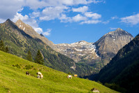 THEMENBILD, Frühling in den Bergen, Alm, Rinder