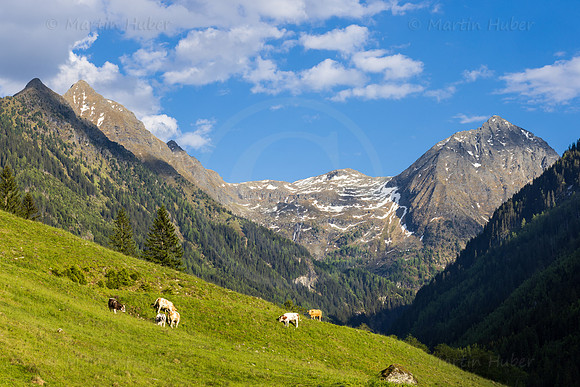 THEMENBILD, Frühling in den Bergen, Alm, Rinder