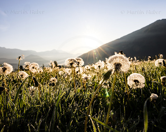 THEMENBILD, Frühling in den Bergen, verblühter Löwenzahn