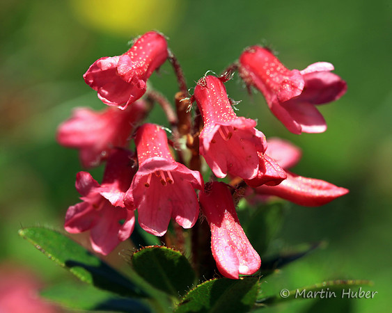 Almrausch (Bewimptere Alpenrose)