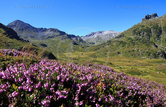 Wandern, Heidekraut, Giglachseen