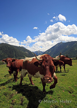Kühe auf der Rohrmooser Frei