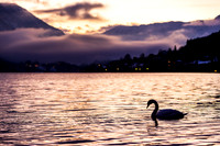 Advent in Grundlsee, Schwan