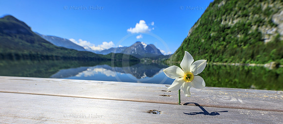 Narzisse auf einem Steg am Altausseer See