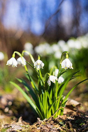 Frühlingsknotenblumen