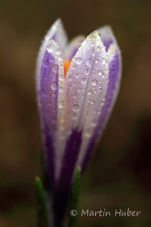 Krokus