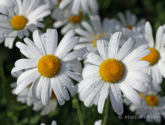 Margeriten