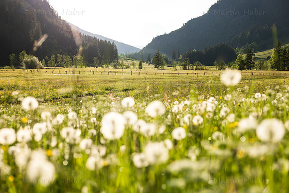 THEMENBILD, Frühling in den Bergen, Tettermoor