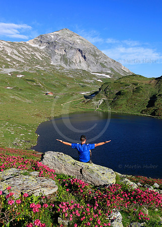 Almrausch-/Steinrosenblüte rund um die Giglachseen 2012