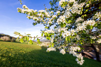 THEMENBILD, Frühling in den Bergen