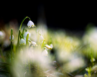Frühling, Frühlingsknotenblumen