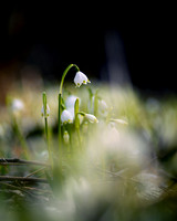 Frühling, Frühlingsknotenblumen