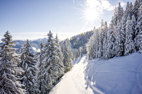 THEMENBILD, Winter-Tourismus, Ski alpin, Skifahren