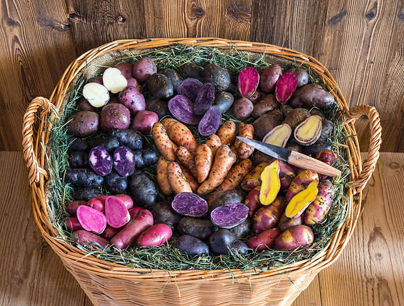 Food-Fotografie, Erdäpfel, buntfleischige und alte Sorten