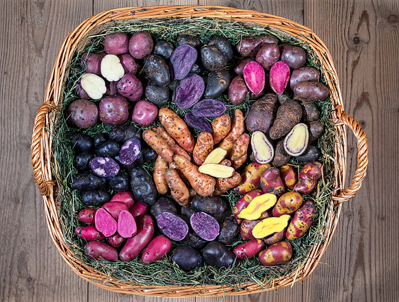 Food-Fotografie, Erdäpfel, buntfleischige und alte Sorten