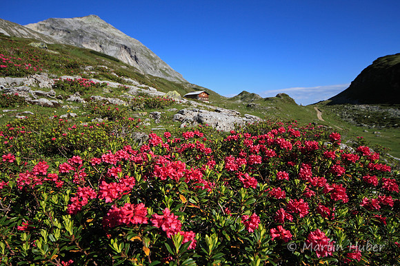 Steinrosen (Rostblättrige Alpenrosen) am Giglachsee