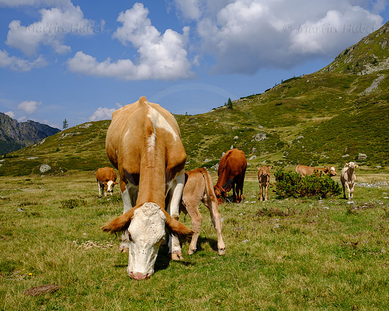 THEMENBILD, Almwirtschaft, Kuh, Rinder auf der Alm