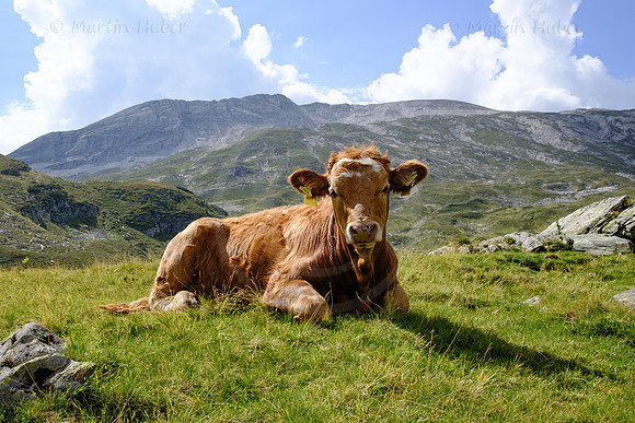 THEMENBILD, Almwirtschaft, Kuh, Rind auf der Alm
