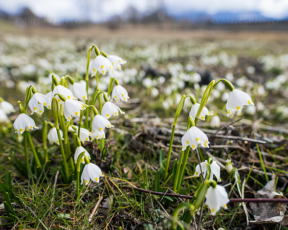 Frühlingsknotenblumen