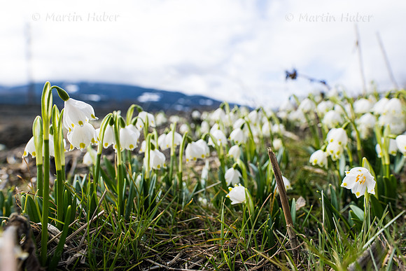 Frühlingsknotenblumen