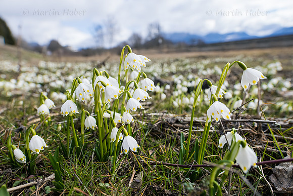 Frühlingsknotenblumen