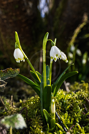 Frühlingsknotenblumen
