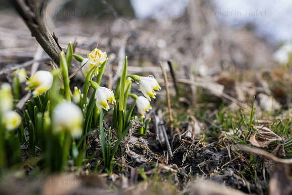 Frühlingsknotenblumen