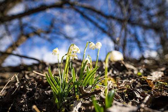 Frühlingsknotenblumen
