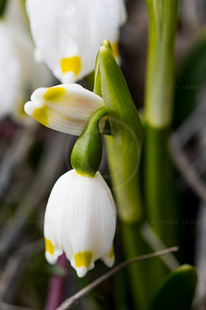Frühlingsknotenblumen