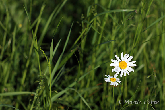 Margeriten