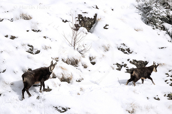 Gamswild, Rupicapra rupicapra, in den Schladminger Tauern