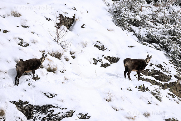 Gamswild, Rupicapra rupicapra, in den Schladminger Tauern
