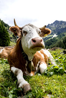 Kuh auf der Alm